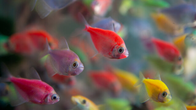 School of vibrant, colorful GloFish Tetras swimming in an aquarium.