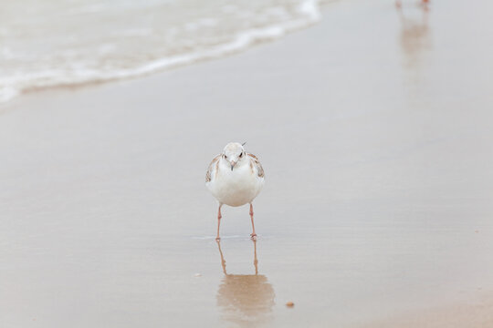 Seagull in the natural environment on the Baltic Sea.