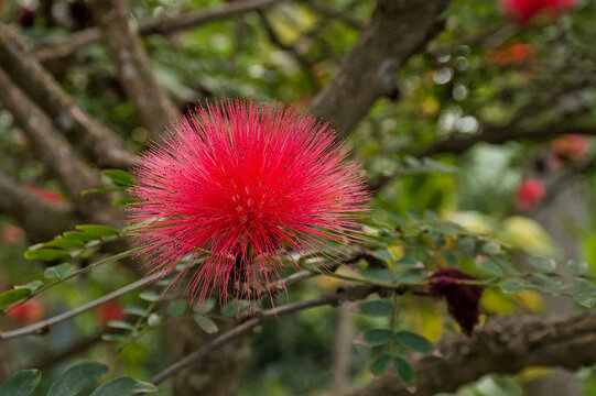 Fluffy red powder puff flowers - Calliandra haematocephala 