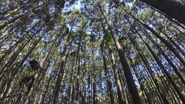 静岡県富士市にある富士ヒノキの美しい人工林を歩く
