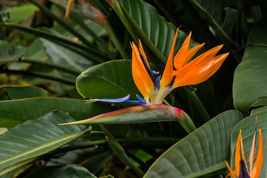  colorful bird of paradise flowers in the botanic garden- Strelitzia reginae 