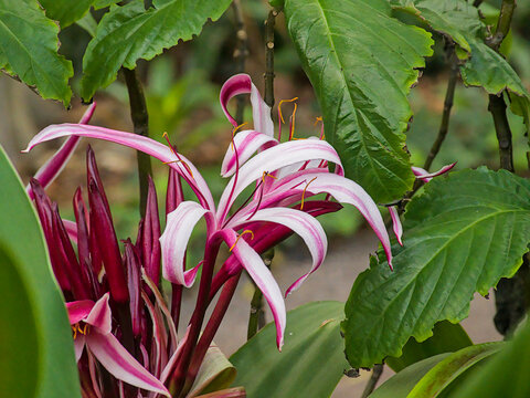  Closeup of a pink crinum lily flower - crinum asiaticum 