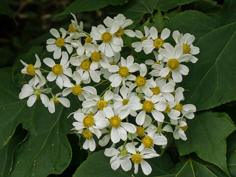  Closeup of the white and yellow flowers of a Hector's tree daisy - Olearia hectorii 