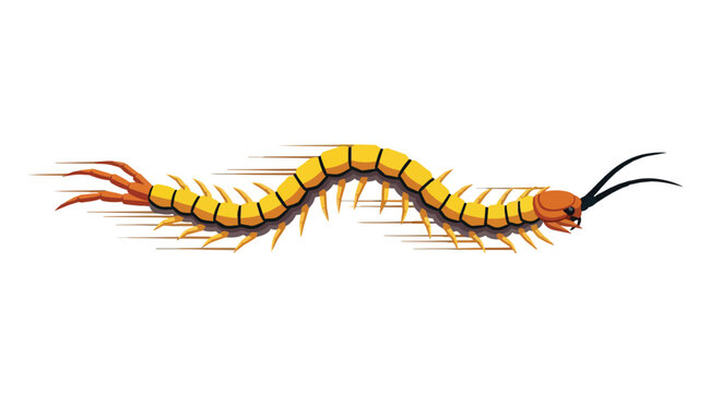 Yellow Centipede Vector Illustration Isolated on White Background Detailed Multi-Legged Insect Art