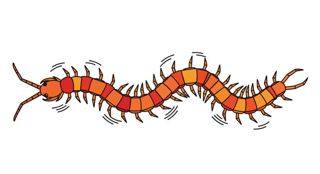 Centipede Vector Illustration with Many Legs Orange and Red Segmented Insect Isolated on White Background