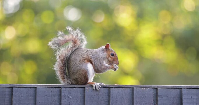 Eastern grey squirrel eating peanut on garden fence