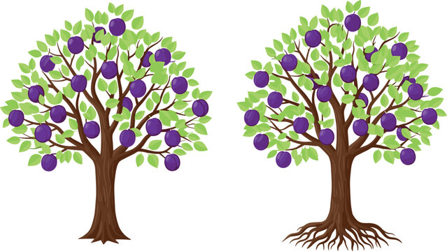 Plum Tree Vector Illustration Set with Ripe Purple Fruits and Green Leaves Showing Full Tree and Root Structure for Agriculture and Nature Design