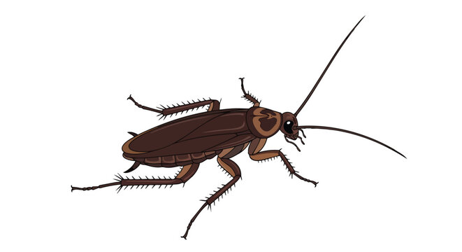 Realistic Brown Cockroach Illustration, Pest Control Concept, Bug Insect Vector Design Isolated on White Background