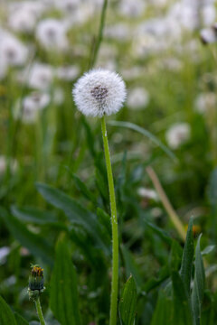 Primo piano di un fiore bianco di tarassaco comune, Taraxacum Officinale, soffione, dente di leone,  in un parco nel prato verde