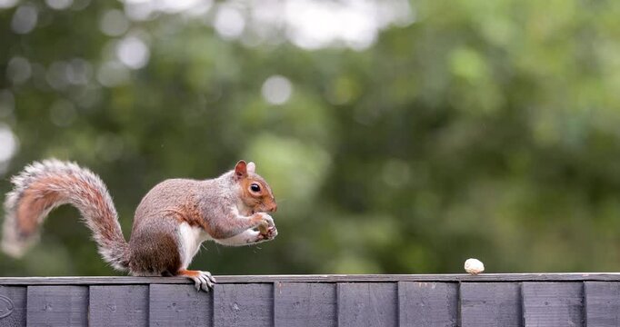 Eastern grey squirrel eating peanut on garden fence