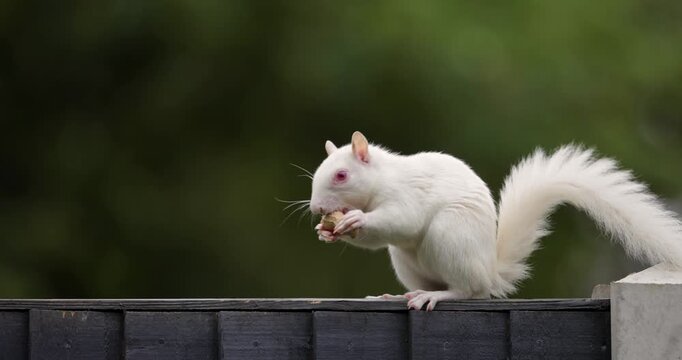 Albino Eastern grey squirrel eating peanut on garden fence, UK