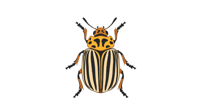 Detailed Colorado Potato Beetle Vector Illustration, Striped Agricultural Pest Isolated on White Background