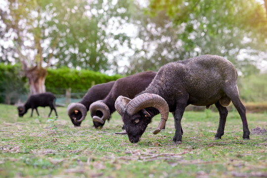 A herd of dark-fleeced ouessant rams with impressive horns and a small lamb graze peacefully in a lush green pasture under soft natural light, showcasing rural farm life.