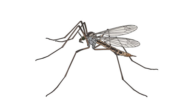 Realistic Crane Fly Vector Illustration Isolated on White Background - Large Tipulidae Insect Daddy Long Legs