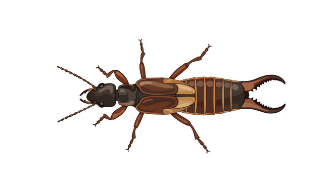Realistic Common Earwig Insect Vector Illustration Isolated on White Background