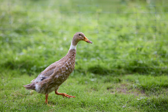An elegant Indian Runner duck with brown and white feathers walks gracefully through vibrant green grass, captured in natural daylight with ample copy space.
