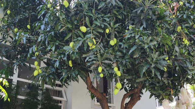 Home garden mango tree grows near house, offering fresh tropical harvest. Green leaves provide shade while ripening fruits hang from branches. This home garden mango tree creates cozy vibe.