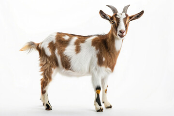 Obraz premium goat looking isolated on white 