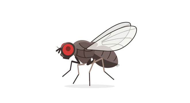 Housefly Insect Vector Illustration Isolated on White Background with Red Eyes and Transparent Wings for Pest Control and Biology Design