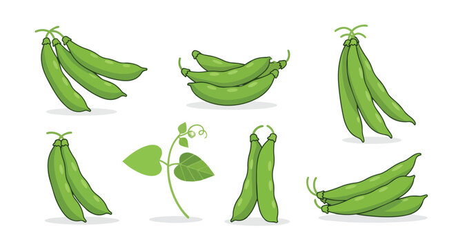 Fresh Green Bean Pods Vector Illustration Set Organic Vegetable Legumes Collection Isolated on White Background