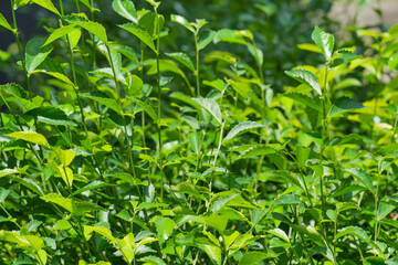 Fototapeta premium Lush green leaves of a garden hedge basking in bright sunlight. Fresh natural foliage background with vibrant organic texture.