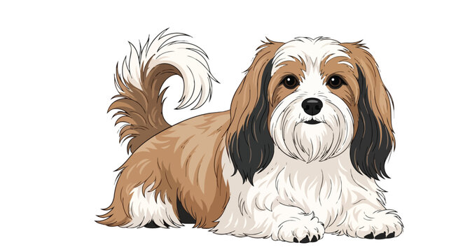 Adorable Long Haired Small Dog Illustration - Cute Brown and White Shih Tzu or Lhasa Apso Puppy Vector