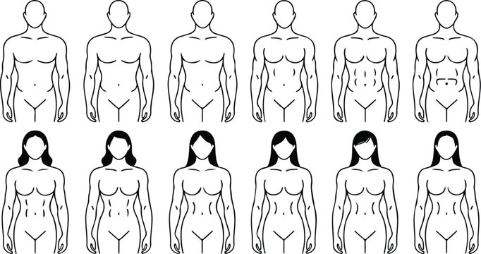 Human Body Type Chart Illustrating Male and Female Figures