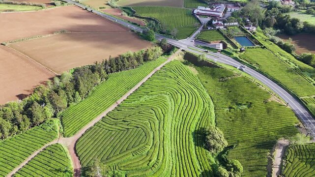 Aerial view of lush green tea plantations in Azores. Portugal. Sao Miguel tea plantation