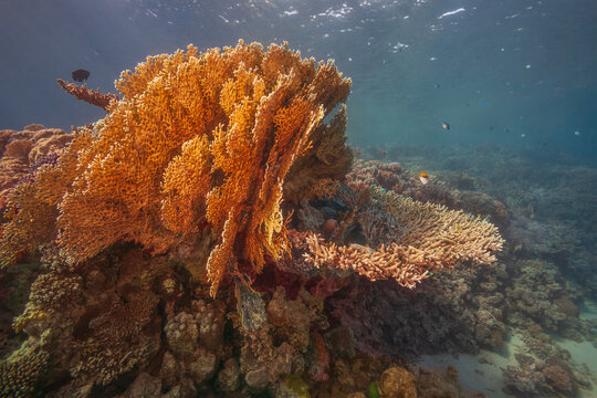 Orange fire coral on a vibrant reef in the Red Sea, Egypt.
