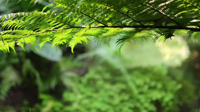 Lush green tree fern fronds gently swaying in a peaceful, serene jungle setting on a sunny day.