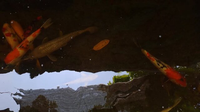 Beautiful koi pond with colorful koi fish and goldfish swimming actively in a garden pond featuring a small artificial waterfall. This serene outdoor footage showcases an aesthetic and minimalist back
