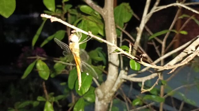 A Dragonfly Resting On An Ochna Integerrima Branch Video