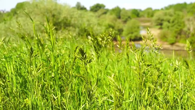 Close-up of meadow grass moving in sunlight while pollinating insect flies through wetland edge habitat. Highlights biodiversity support, pollinator activity zone, and functioning micro ecosystem.