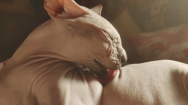 A cat is resting on a couch, its fur fluffed out