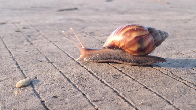 closeup detail of a snail moving on a concrete path in the calm morning sunlight