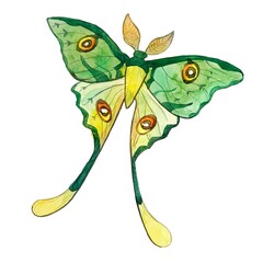 Fototapeta premium Vibrant Watercolor Butterfly Illustrations. This set features two beautifully hand-painted butterflies: a colorful tropical species and a graceful green moth with long tails (Luna moth style). These h