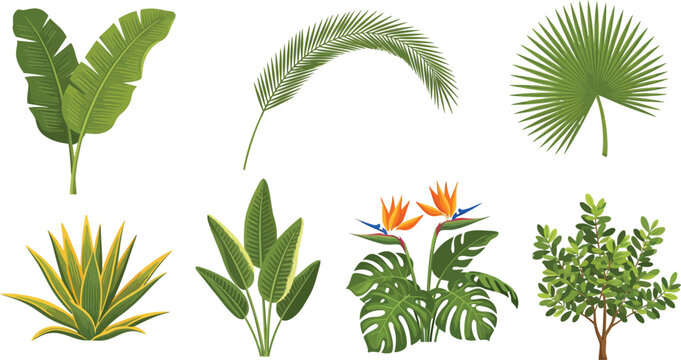 Collection of various tropical plants and leaves on white background