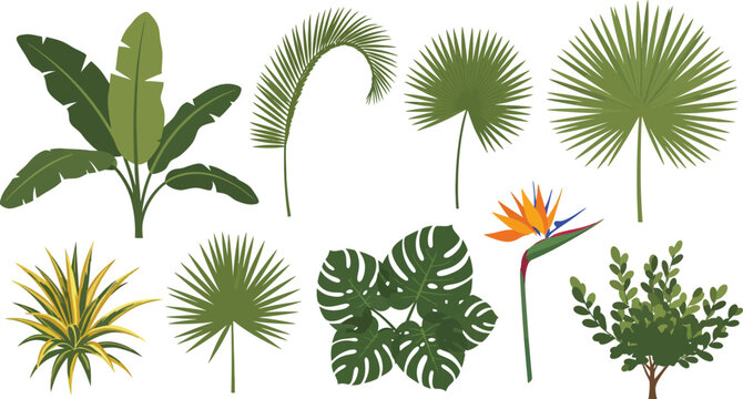 Tropical plants and palm trees with exotic flower on white background