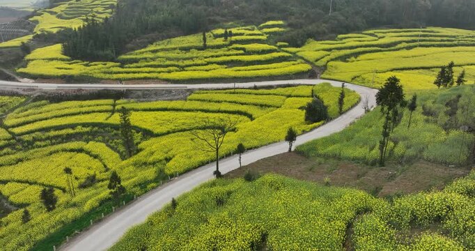 Yellow canola flowers flowering in vegetable garden