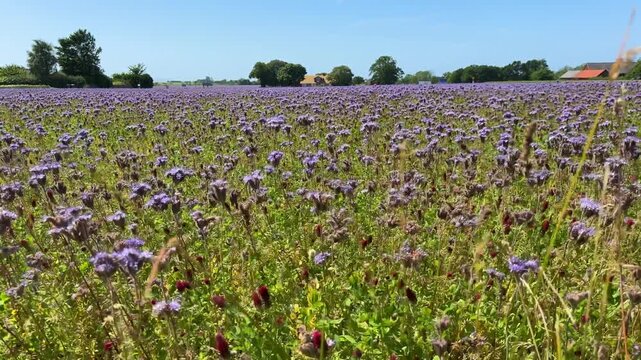 Blooming phacelia field with soft purple flowers in the foreground and rural farm houses on the horizon. Concept of agriculture, sustainable farming, and seasonal nature in Sk&aring;ne, Sweden. 