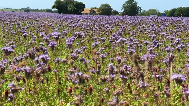 Blooming phacelia field with soft purple flowers in the foreground and rural farm houses on the horizon. Concept of agriculture, sustainable farming, and seasonal nature in Sk&aring;ne, Sweden. 