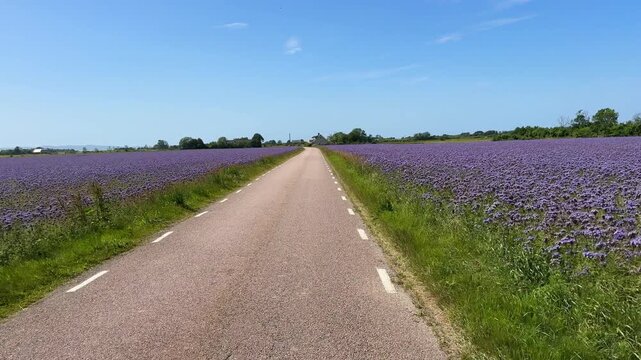 Blooming phacelia field with soft purple flowers in the foreground and rural farm houses on the horizon. Concept of agriculture, sustainable farming, and seasonal nature in Sk&aring;ne, Sweden. 
