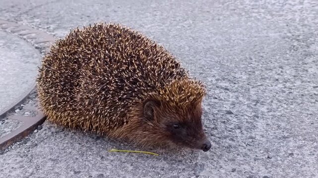 Wild european hedgehog sniffing and walking along a concrete sidewalk in an urban environment