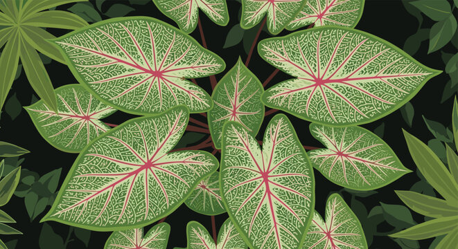 Pattern of heart shaped caladium leaves with white and pink veins on a dark background for tropical botanical designs and nature textures.