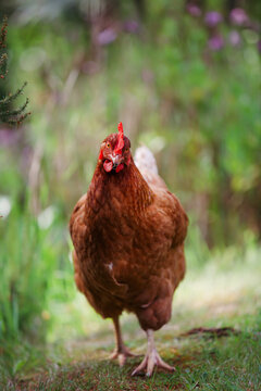 A brown chicken walking in green grass