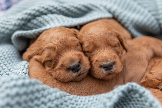 sleepy Groodle puppies wrapped in a green blanket