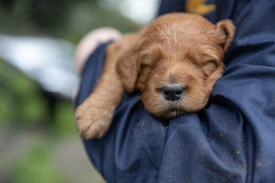Sleeping Groodle puppy getting a cuddle