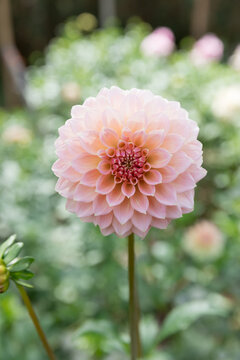 A big pink dahlia