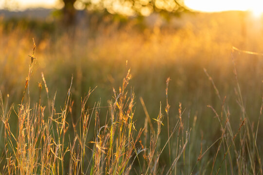 Backlit stalks of grass in paddock at sunset