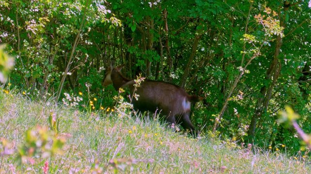 A chamois gracefully walks through a lush green forest during summer. Surrounded by dense foliage and natural light, this serene wildlife scene captures the beauty of nature, wilderness